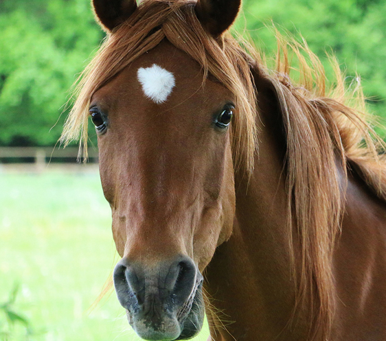 PFerd6